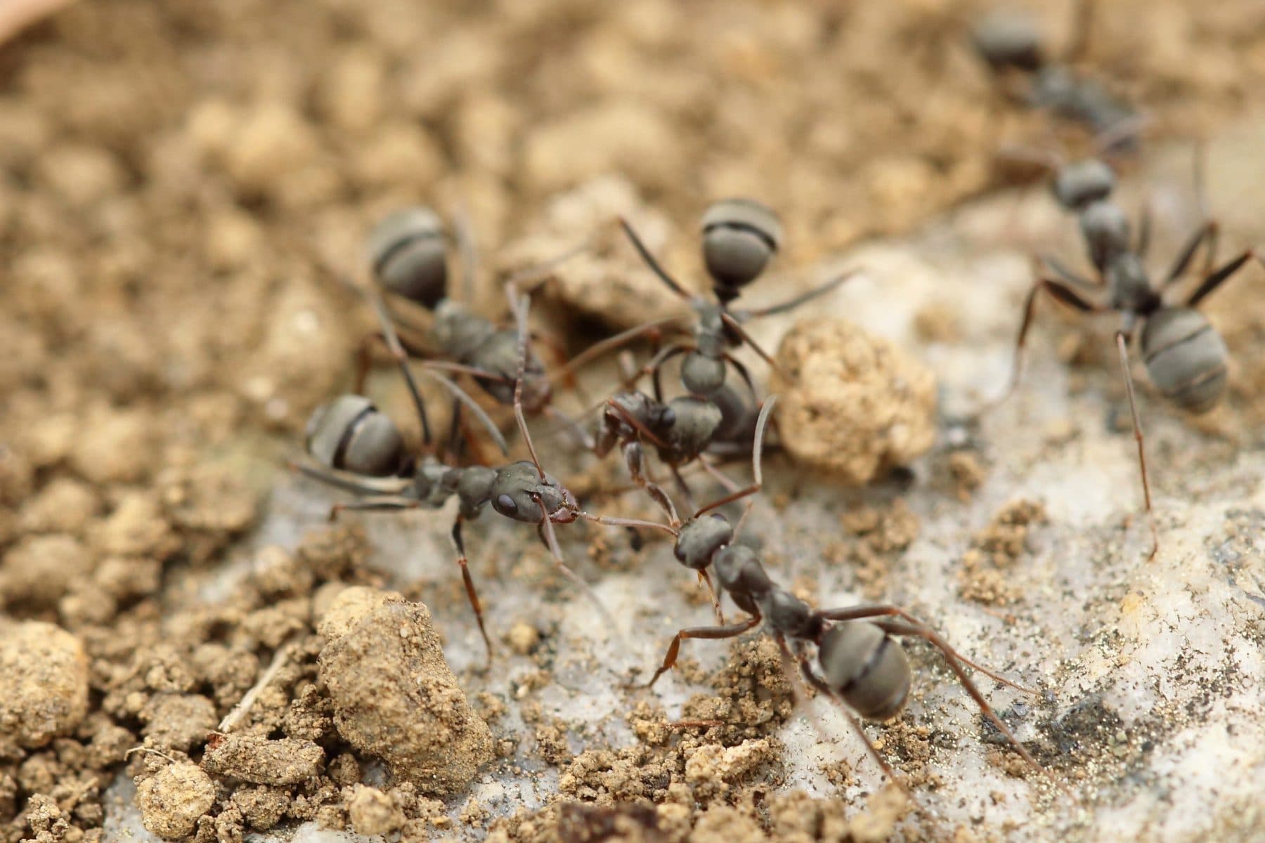 Mieren bestrijden op een natuurlijke manier
