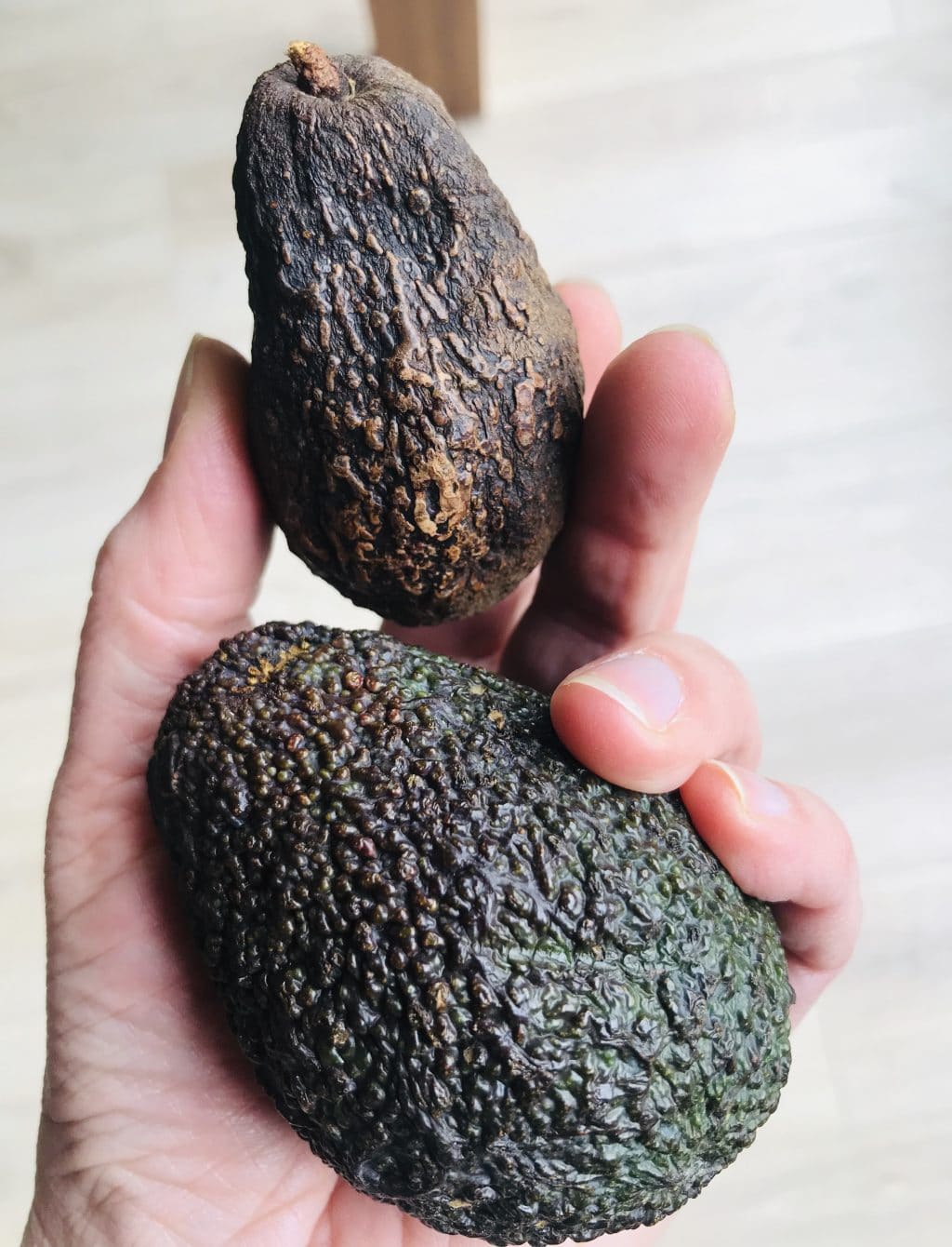 avocado rijp