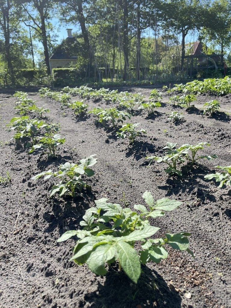 aardappels poten