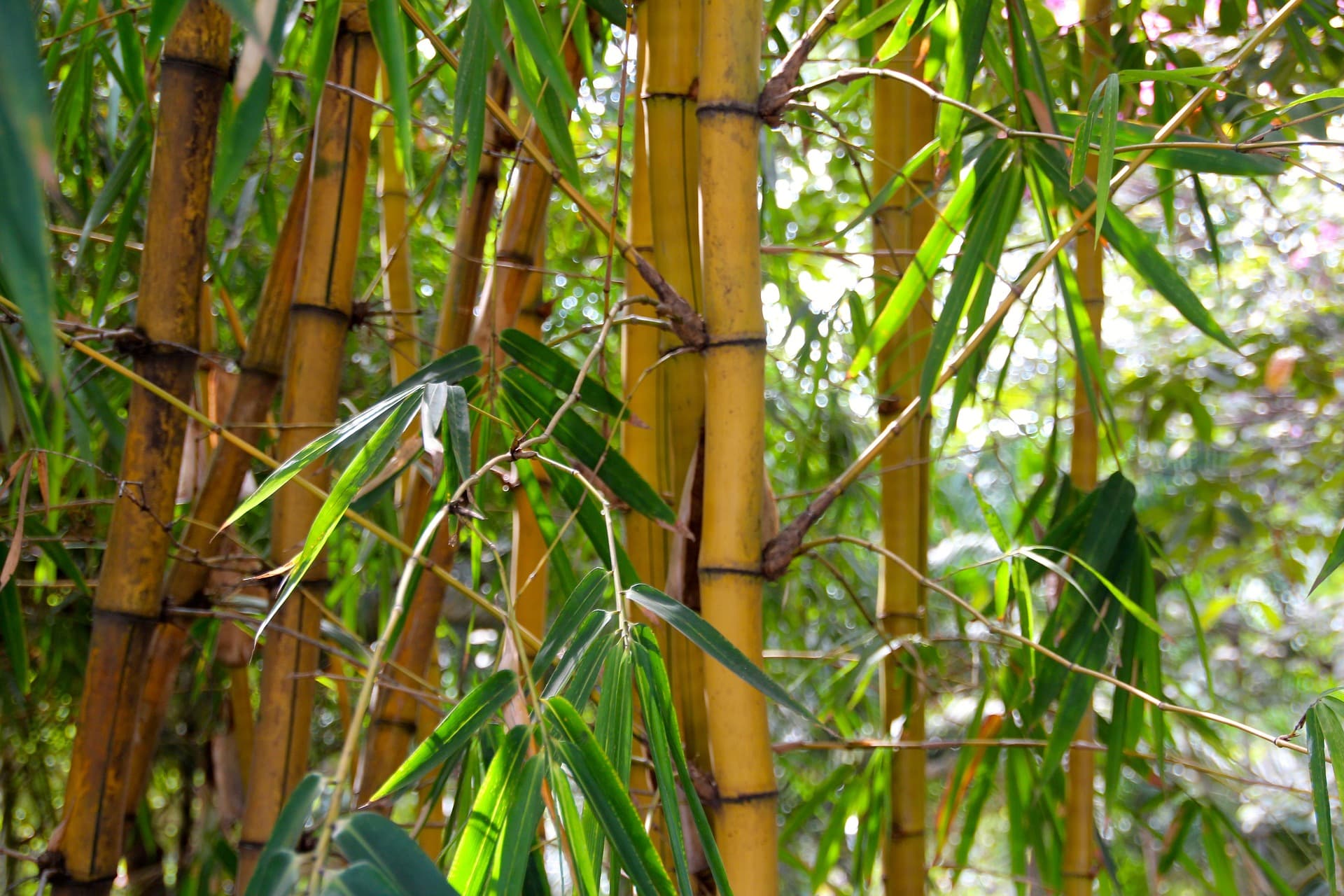 Is bamboe textiel wel zo duurzaam als men doet voorkomen?