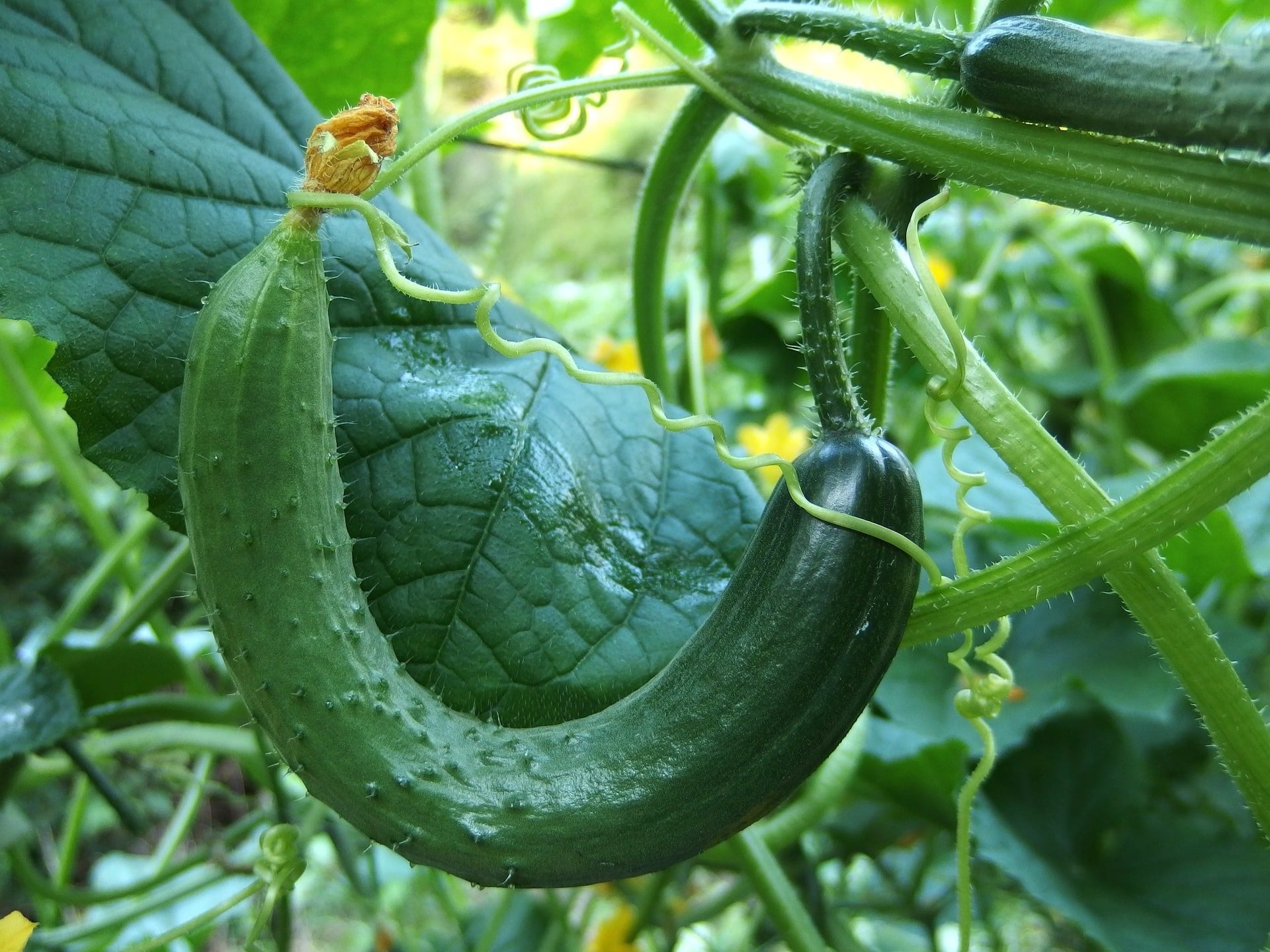 6 Soorten fruit waarvan je denkt dat het groente is - Ecowijs